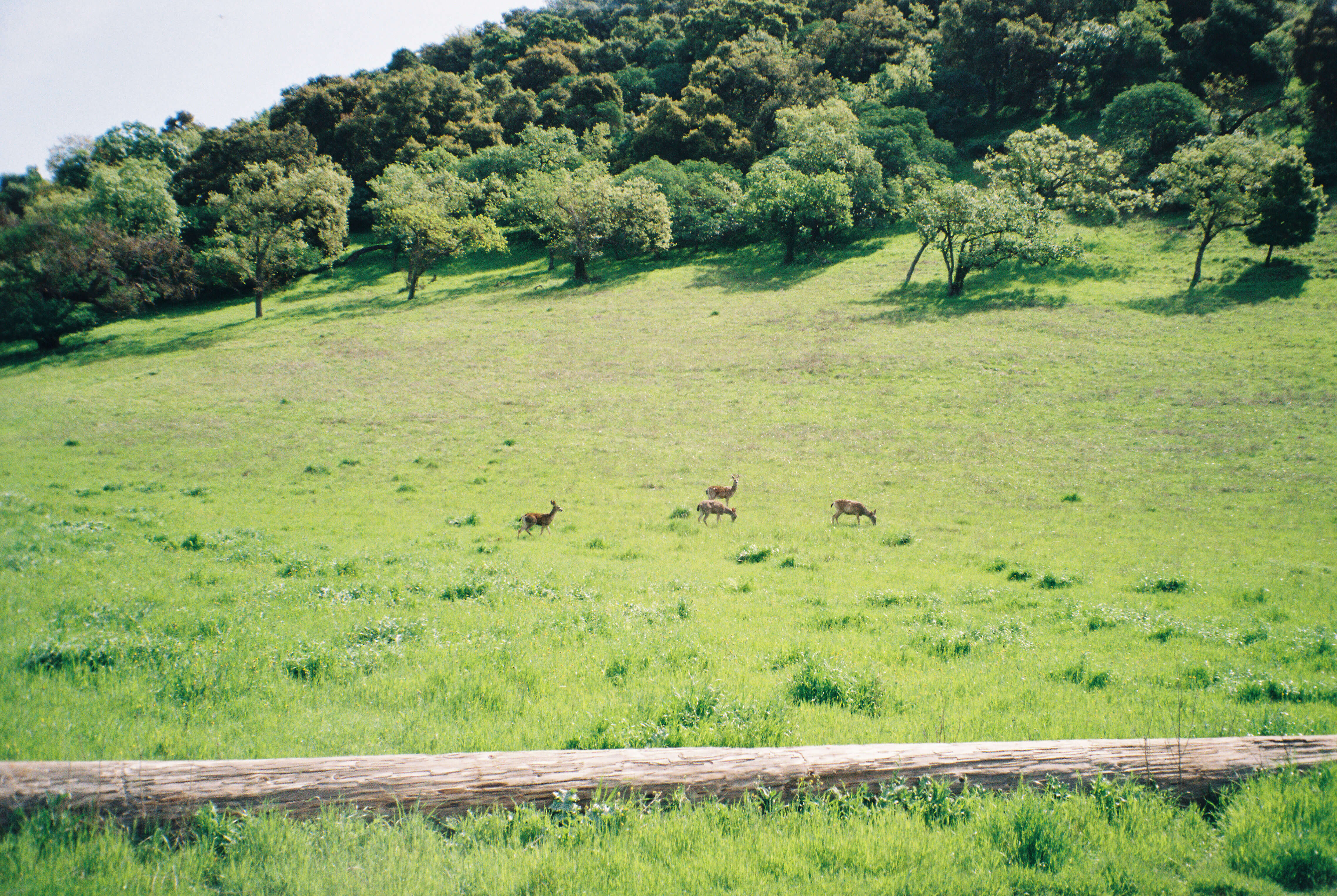 Deer Gun Valley