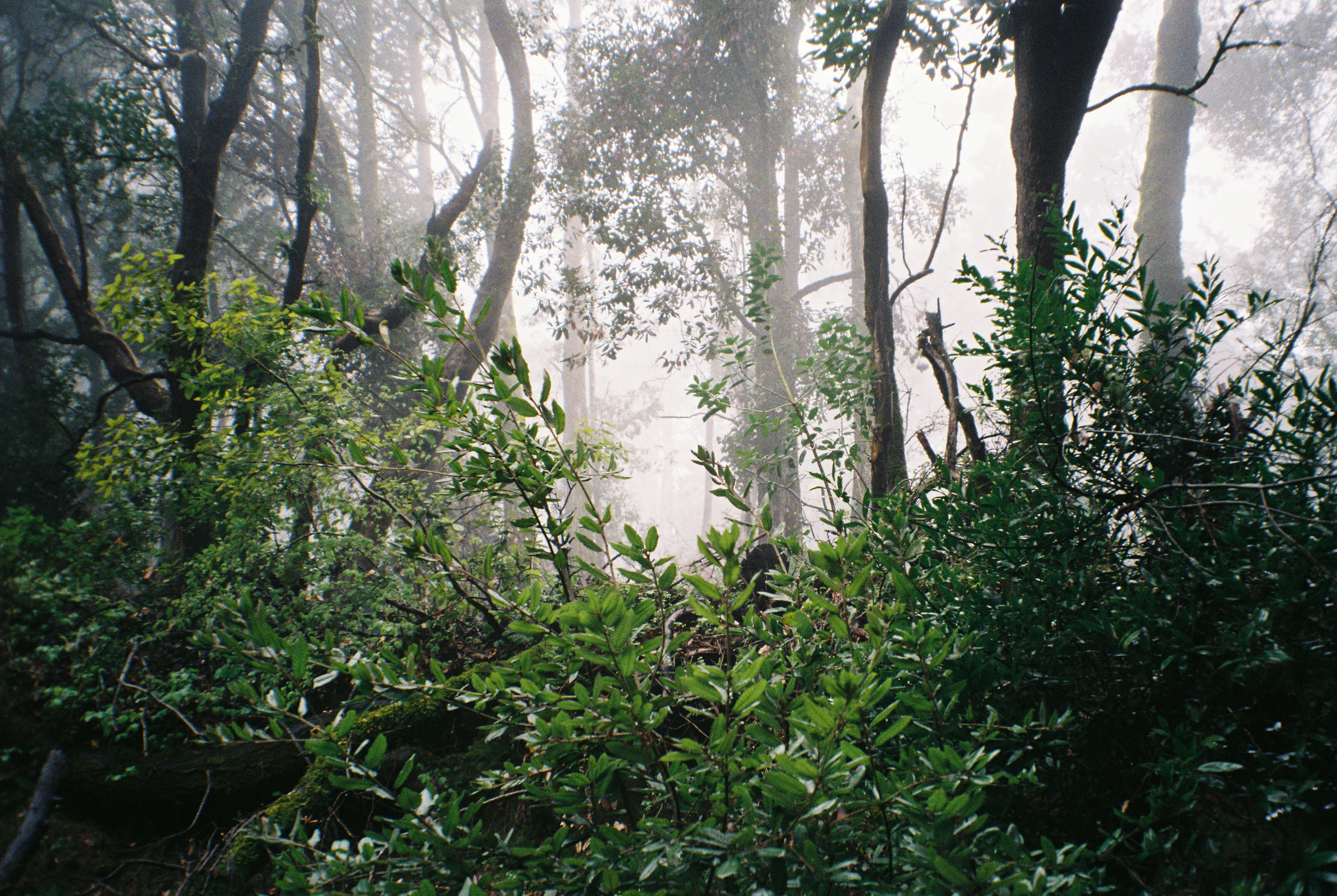 San Francisco Forest